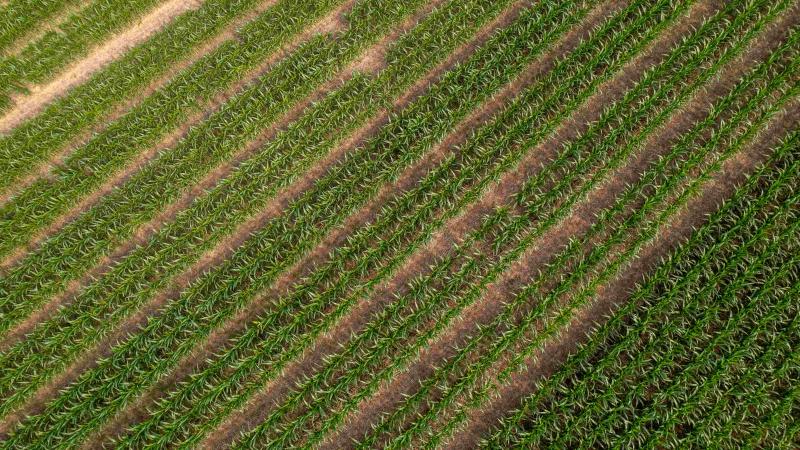 Parallel crops